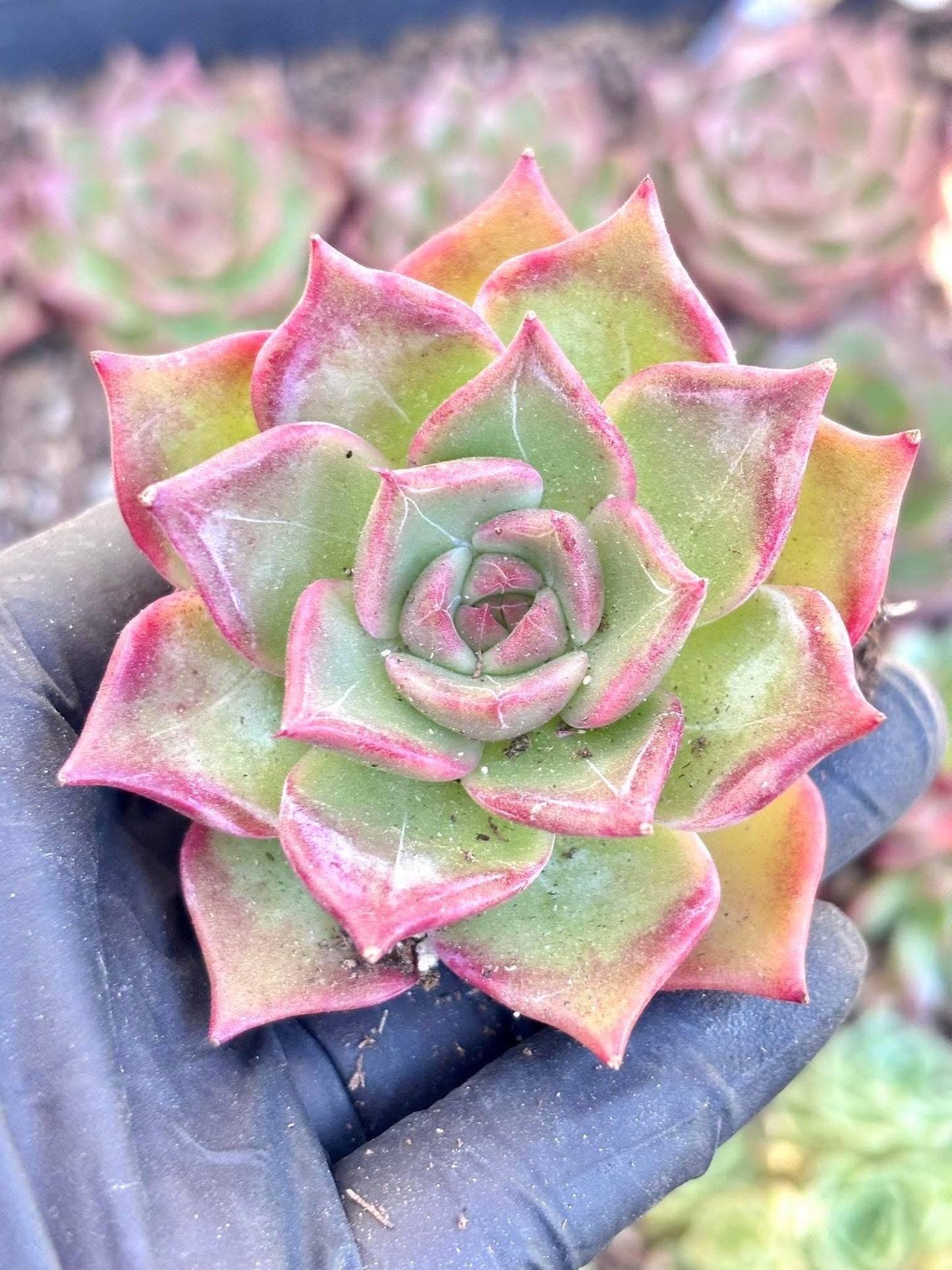 Echeveria Summer Beauty | Live Succulent Plant | Korean Succulent | Rare Imported Echeveria | Imported Plants