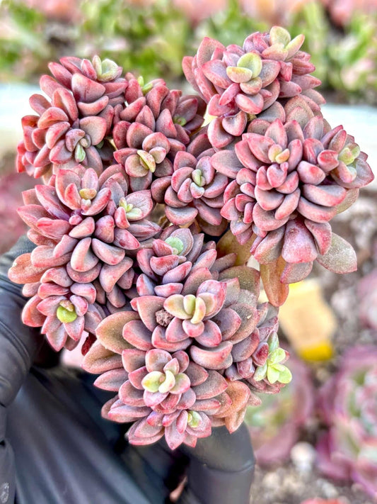 Echeveria Manaudes | Live Succulent Plant | Korean Succulent | Imported Plants | Colorful Echeveria