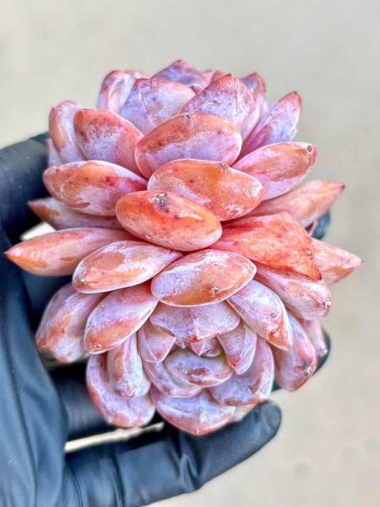 Echeveria Snow Angel | Live Succulent Plant | Korean Succulent | Rare Imported Echeveria | Imported Plants