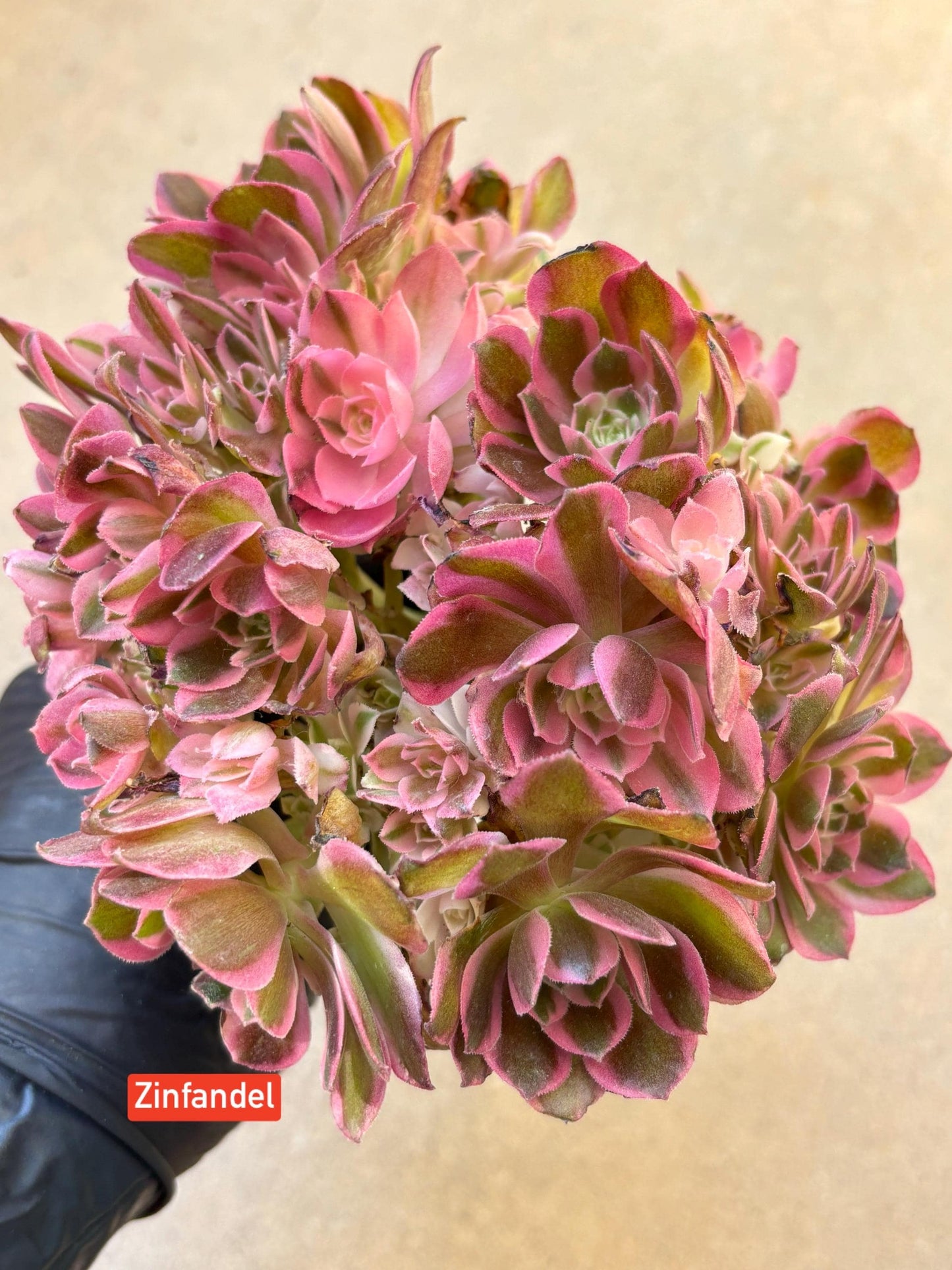 Aeonium Zinfandel Variegated Lollipop | Live Succulent Plant | Korean Succulent | Rare Imported Aeonium | Imported Plants