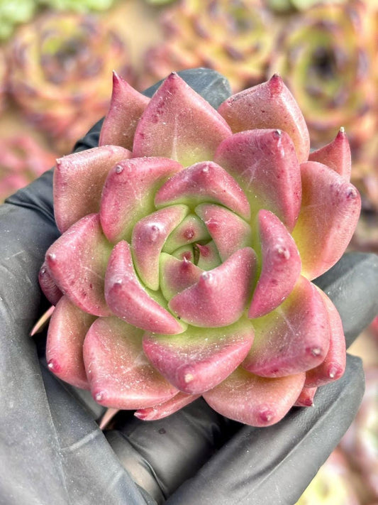 Echeveria Red Dragon | Live Succulent Plant | Korean Succulent | Rare Imported Echeveria | Imported Plants