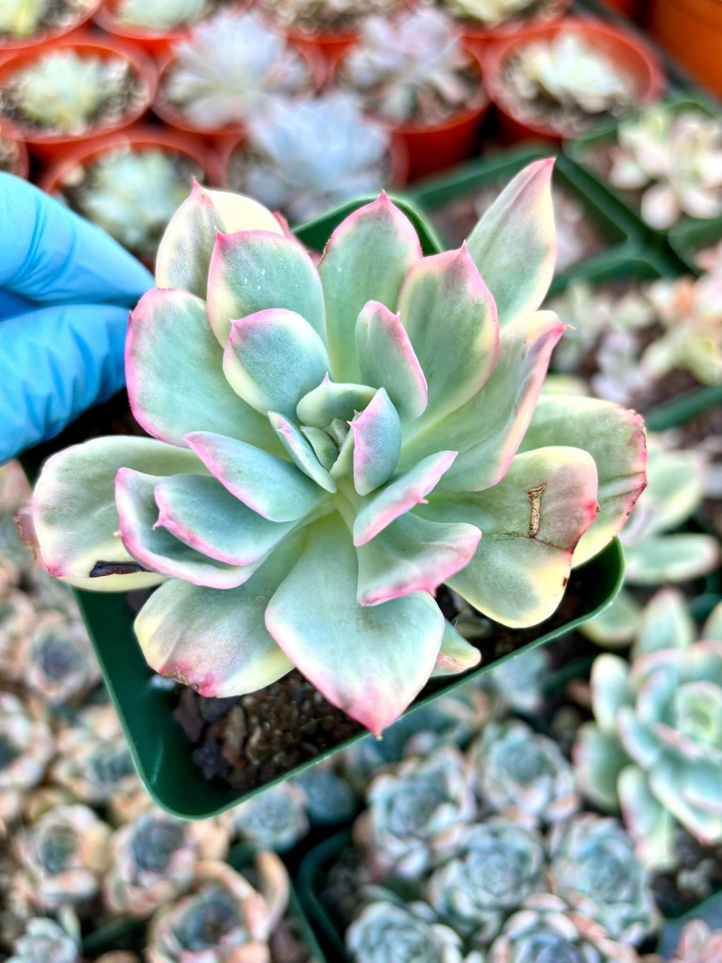 Echeveria Luella variegated | Live Succulent Plant | Rare Imported Echeveria | Imported Plants