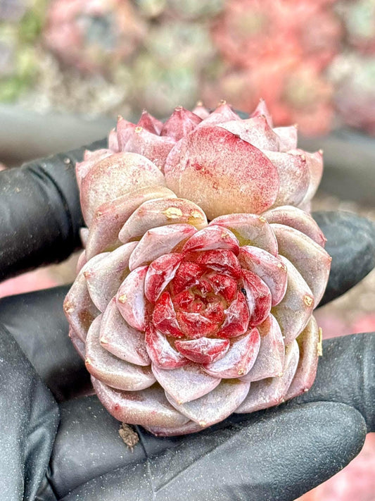 Echeveria Red Velvet (5pcs) | Live Succulent Plant | Korean Succulent | Rare Imported Echeveria | Imported Plants
