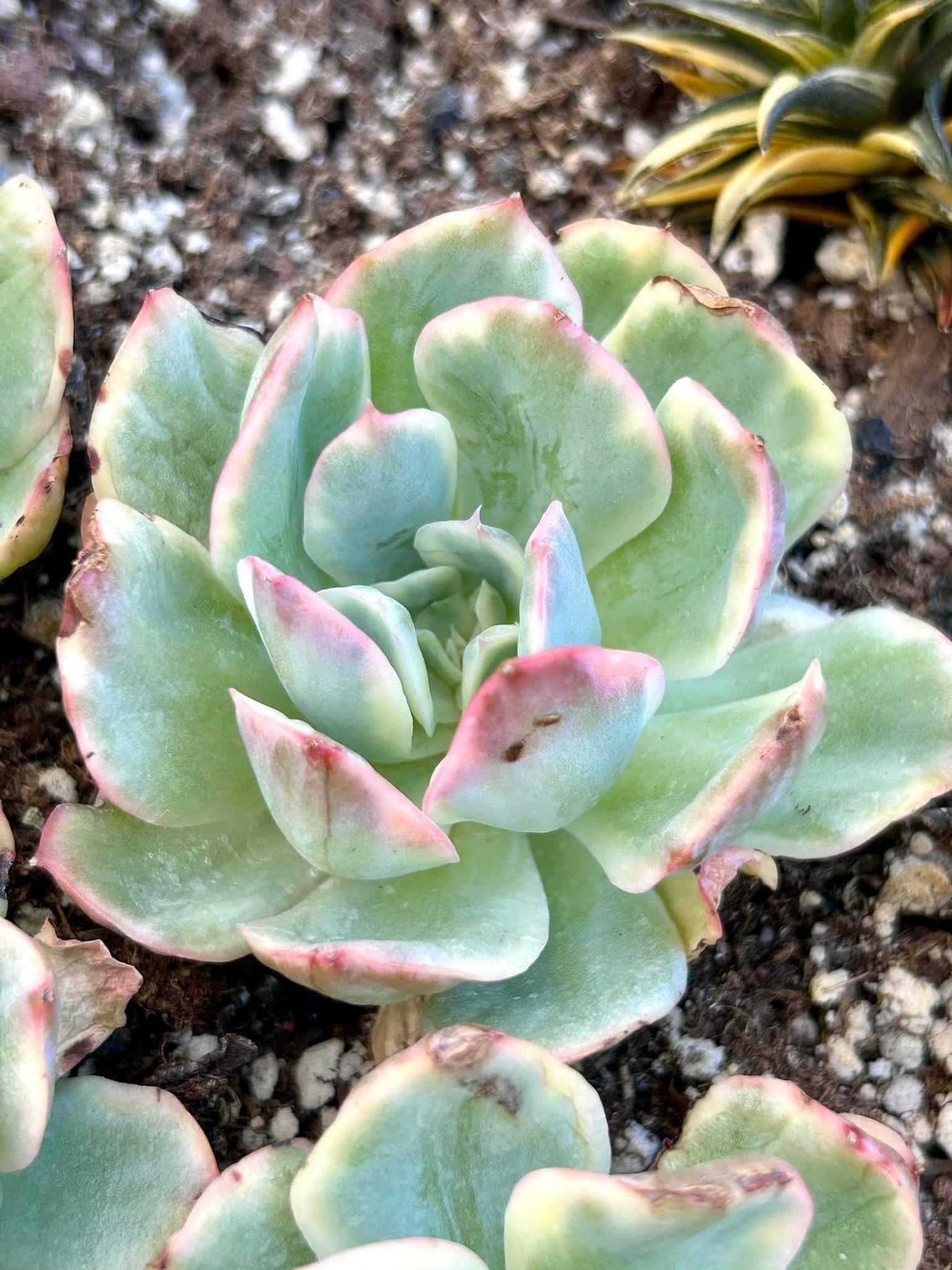 Echeveria Luella variegated | Live Succulent Plant | Rare Imported Echeveria | Imported Plants