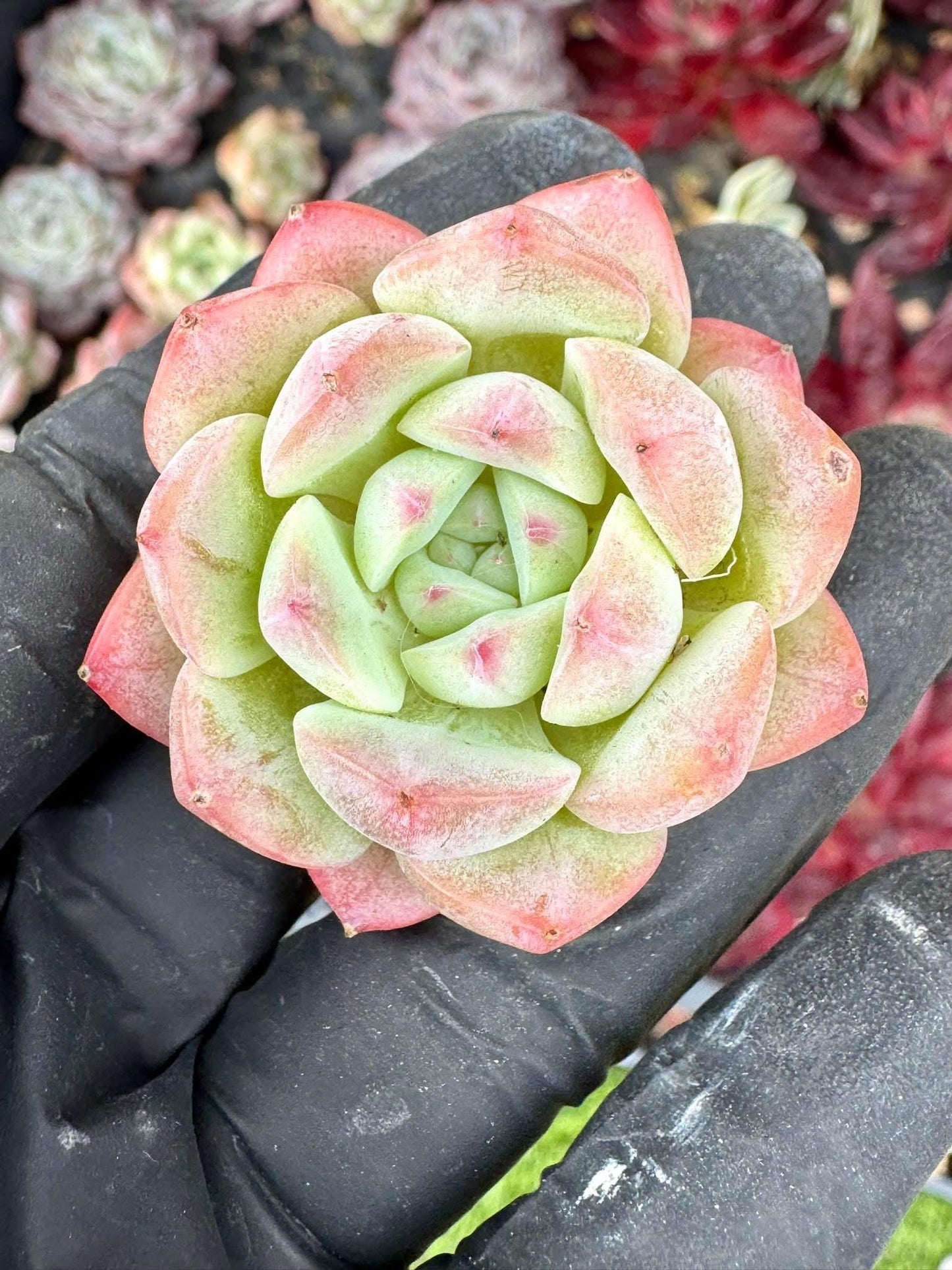 Echeveria Dream Beauty | Live Succulent Plant | Korean Succulent | Rare Imported Echeveria | Imported Plants