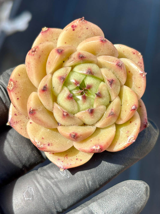 Echeveria Little Black Pig | Live Succulent Plant | Korean Succulent | Rare Imported Echeveria | Imported Plants