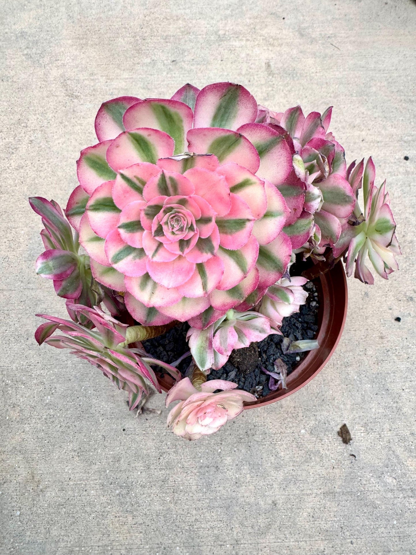 Aeonium Allure Variegated Lollipop | Live Succulent Plant | Korean Succulent | Rare Imported Aeonium | Imported Plants