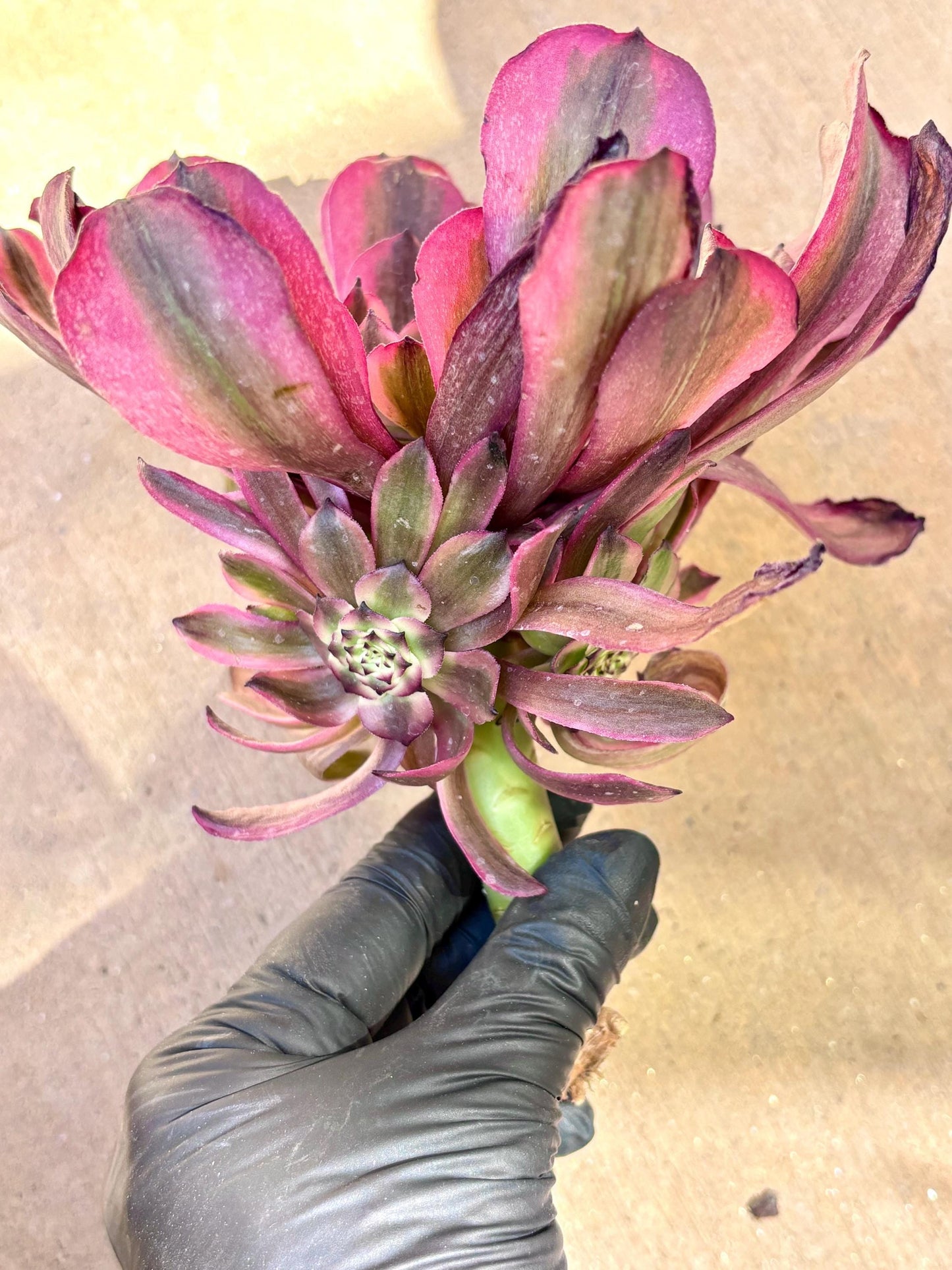 Aeonium Moon Chicada Variegated | Live Succulent Plant | Korean Succulent | Rare Imported Aeonium | Imported Plants