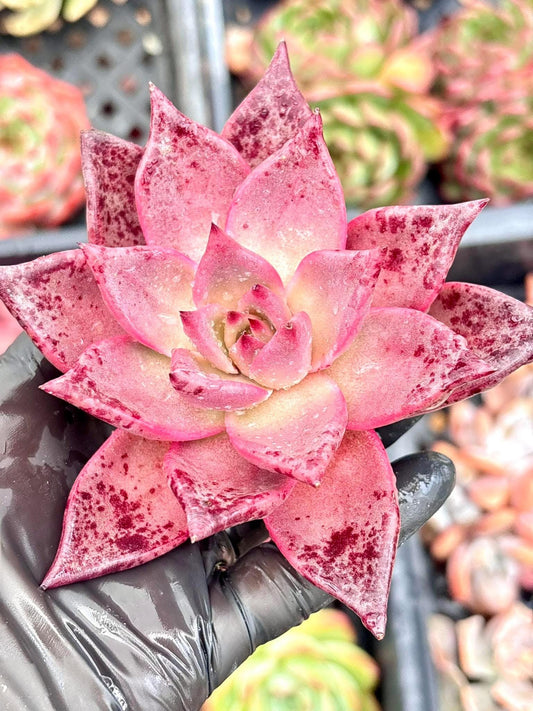Echeveria Romeo Sanguinea | Live Succulent Plant | Korean Succulent | Rare Imported Echeveria | Imported Plants