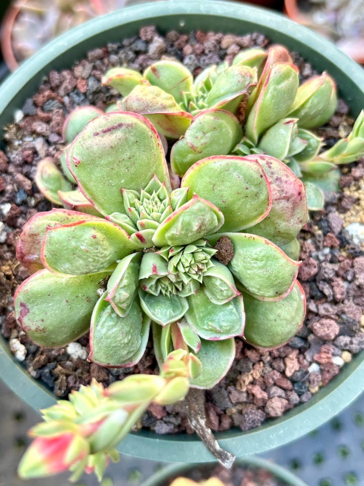 Echeveria Supernatural | Live Succulent Plant | Imported Plants | Imported Echeveria