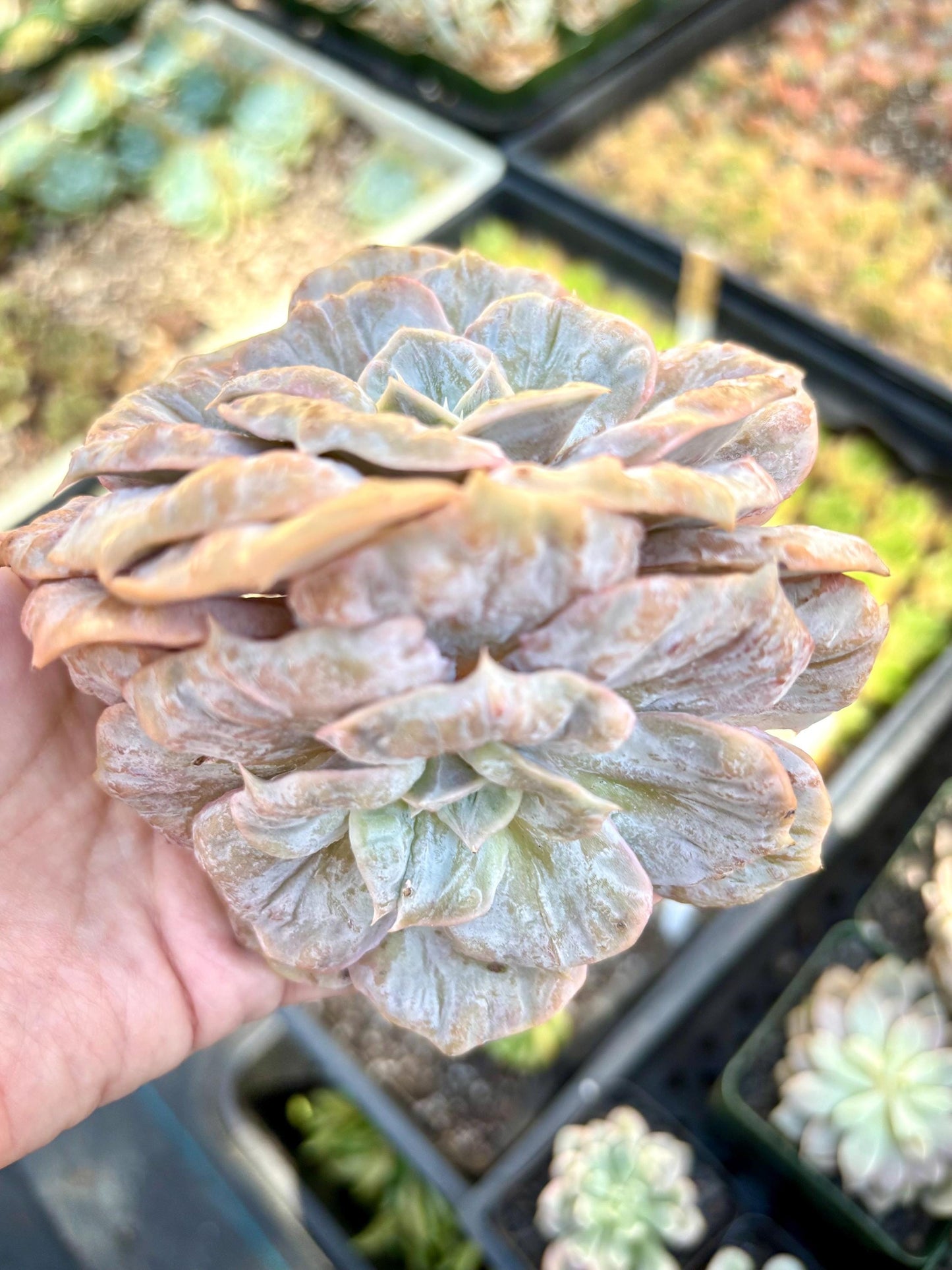 Echeveria Helena | Live Succulent Plant | Korean Succulent | Rare Imported Echeveria | Imported Plants