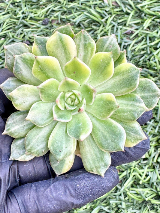 Echeveria Ice Pinky Yellow Variegated | Live Succulent Plant | Korean Succulent | Variegated Echeveria | Imported Plants