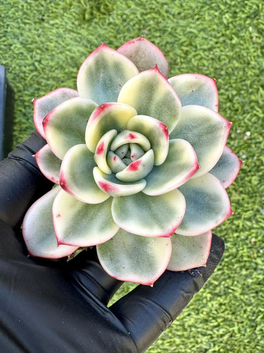 Echeveria Azure Variegated | Rare Imported Succulent | Collector’s Succulent