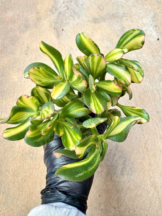 Crassula Butterfly Variegated | Live Succulent Plant | Korean Succulent | Rare Imported Echeveria | Imported Plants