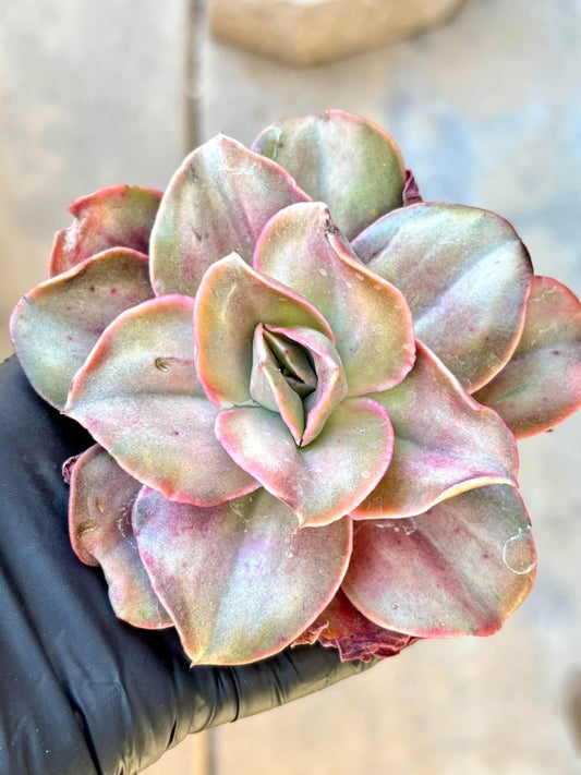 Echeveria Mini Qujin Variegated | Live Succulent Plant | Korean Succulent | Rare Imported Echeveria | Imported Plants