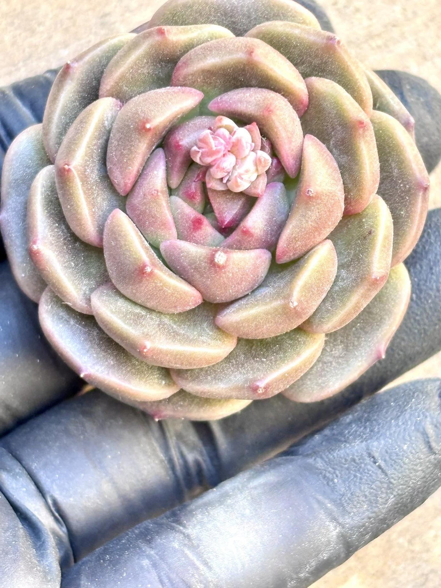 Echeveria Waltz | Live Succulent Plant | Korean Succulent | Rare Imported Echeveria | Imported Plants