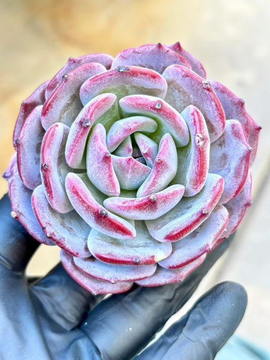 Echeveria Snow Tea | Live Succulent Plant | Korean Succulent | Rare Imported Echeveria | Imported Plants