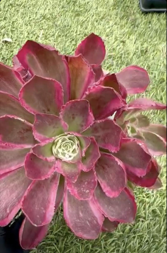 Aeonium Fengchuan Peony Variegated | Rare Imported Succulent | Collector’s Succulent