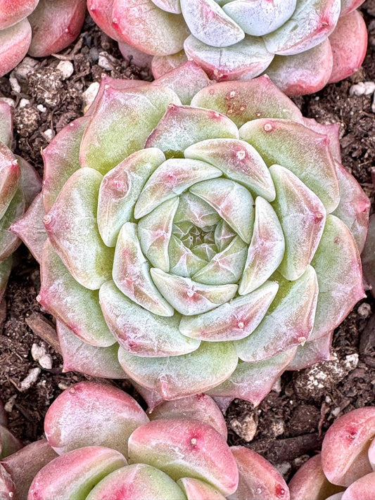 Echeveria Sunset | Live Succulent Plant | Korean Succulent | Variegated Echeveria | Imported Plants