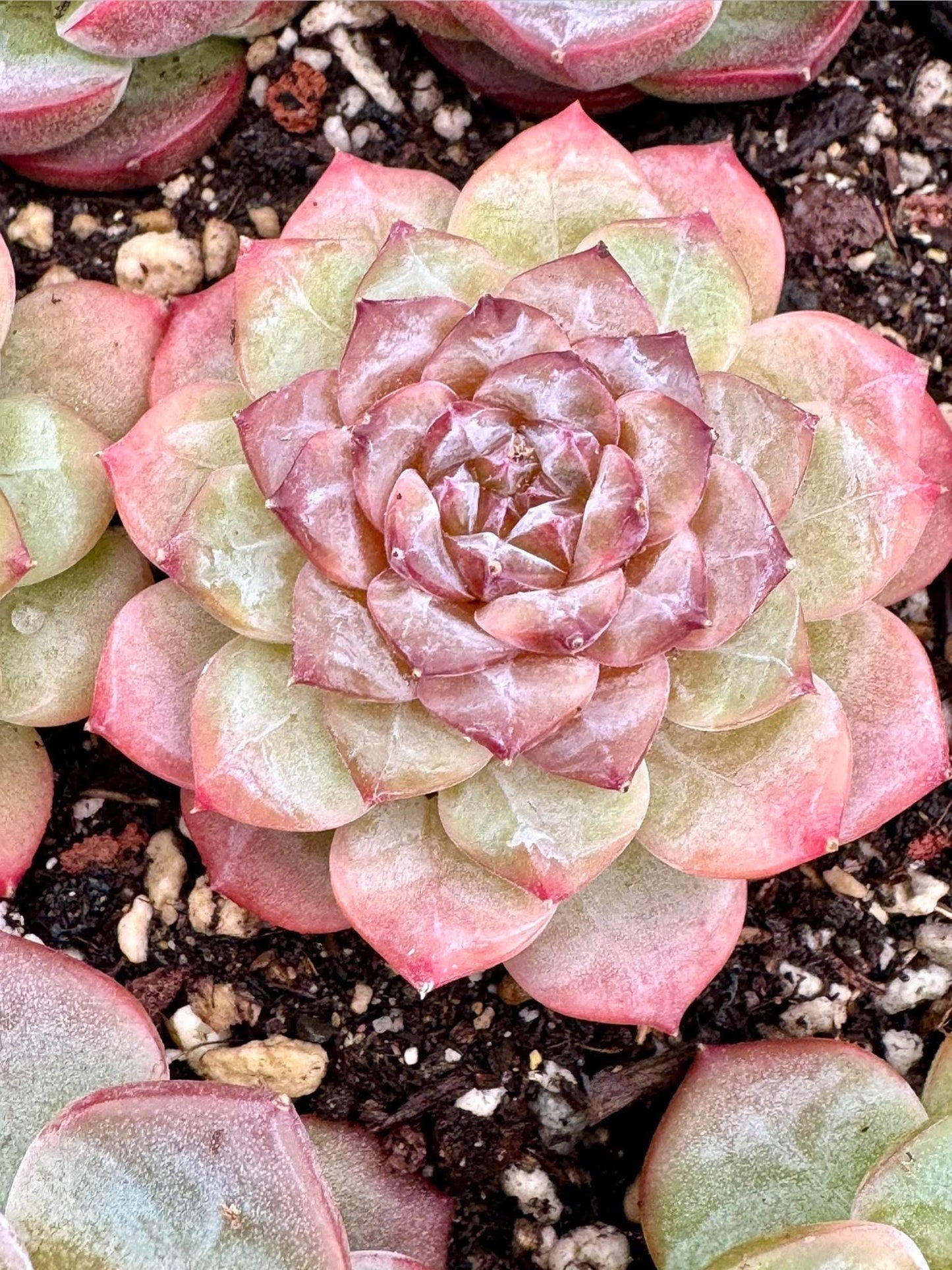 Echeveria Citrine | Live Succulent Plant | Korean Succulent | Variegated Echeveria | Imported Plants