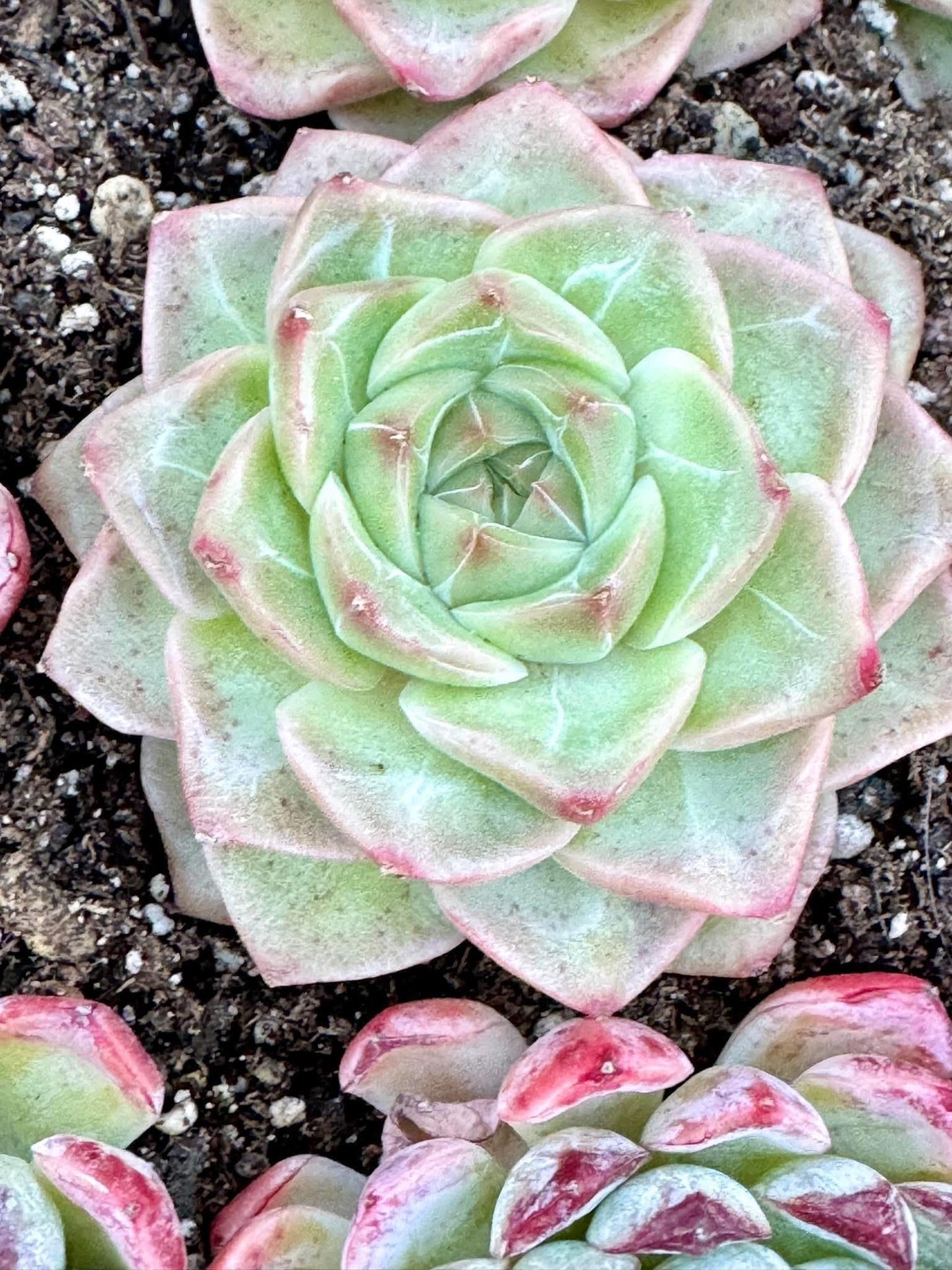Echeveria Rose of Love | Live Succulent Plant | Korean Succulent | Variegated Pachyveria | Imported Plants