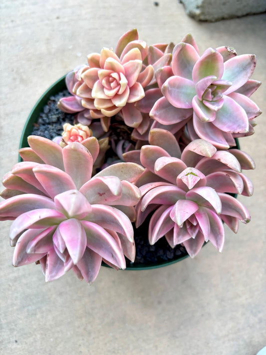 Sedum Pudding Variegated | Live Succulent Plant | Echeveria Cluster | Rare Imported Echeveria | Imported Plants | Variegated succulent