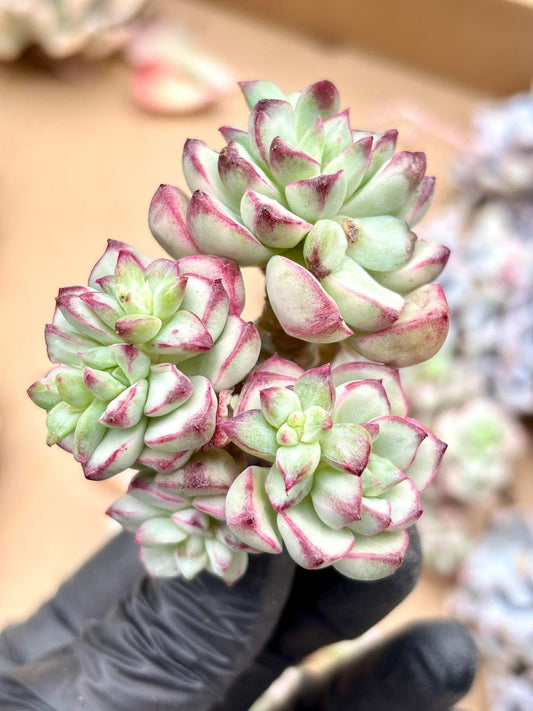 Echeveria Tango Variegated | Live Succulent Plant | Korean Succulent | Variegated Echeveria | Imported Plants