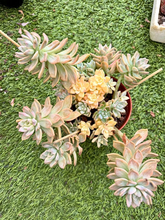 Echeveria Awayuki Variegated | Rare Imported Succulent | Collector’s Succulent