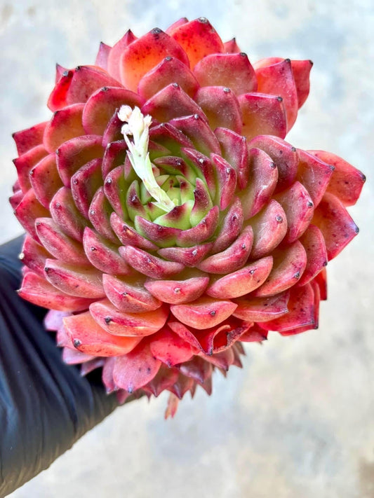 Echeveria Octopus | Live Succulent Plant | Imported Plants | Imported Echeveria