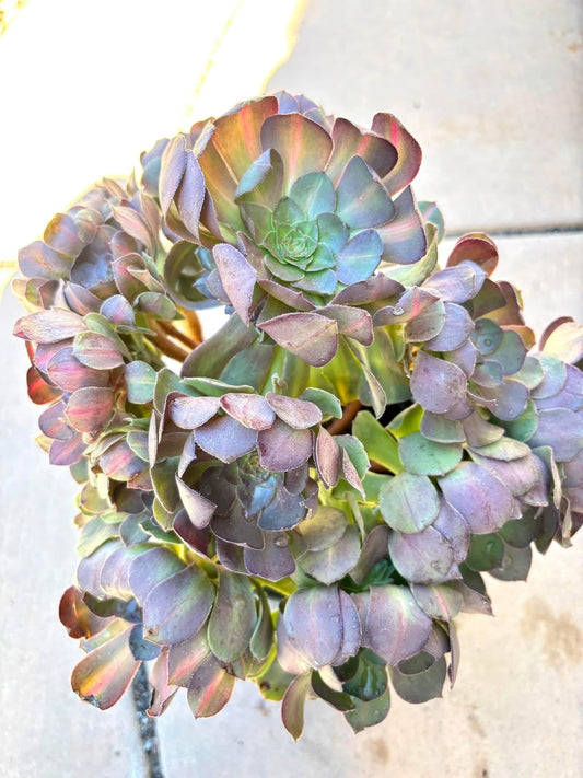 Aeonium Matcha Rainbow variegated | 11” width | Live Succulent Plant | Korean Succulent | Variegated aeonium | Imported Plants |