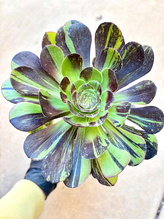 Aeonium Big Bang Variegated | Live Succulent Plant | Rare Imported Aeonium | Imported Plants