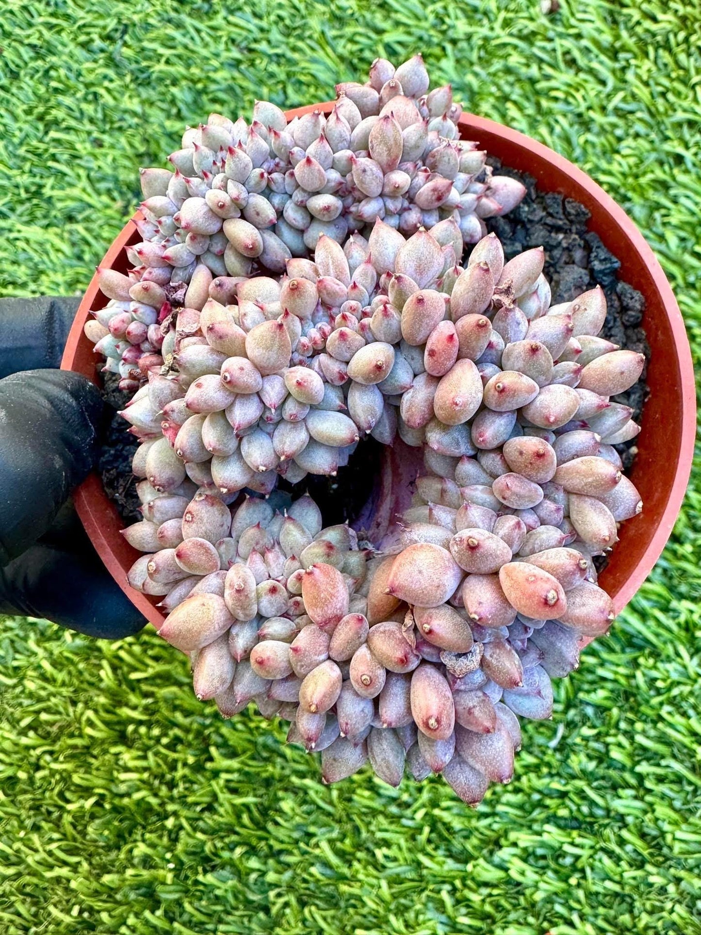 Echeveria Crissy n Ryan Crested | Rare Imported Succulent | Collector’s Succulent