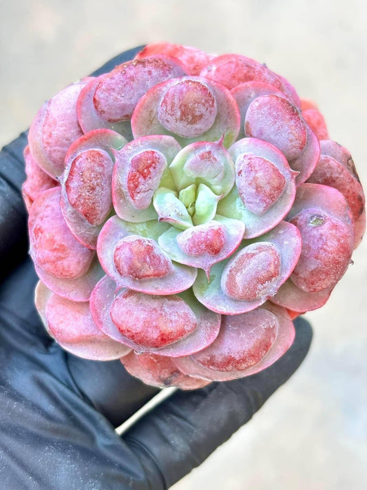 Echeveria Raindrop | Live Succulent Plant | Korean Succulent | Rare Imported Echeveria | Imported Plants