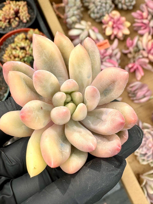 Echeveria Red Dragonfly Variegated | Rare Imported Succulent | Collector’s Succulent