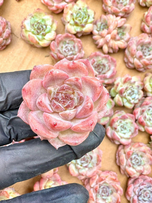 Echeveria Enchantress | Live Succulent Plant | Imported Plants | Pack of 5 Pcs