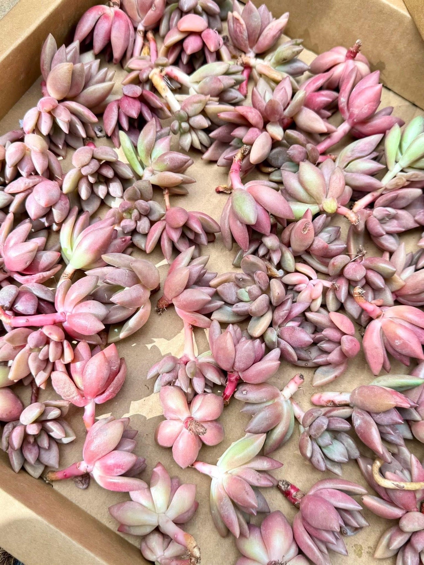 Echeveria Garden Spring (5pcs) | Live Succulent Plant | Korean Succulent | Rare Imported Echeveria | Imported Plants