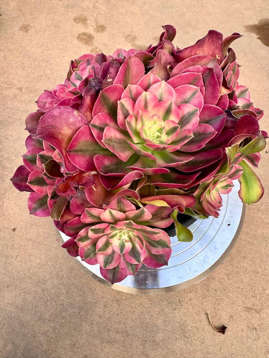 Aeonium Empress Variegated | Live Succulent Plant | Imported Succulent