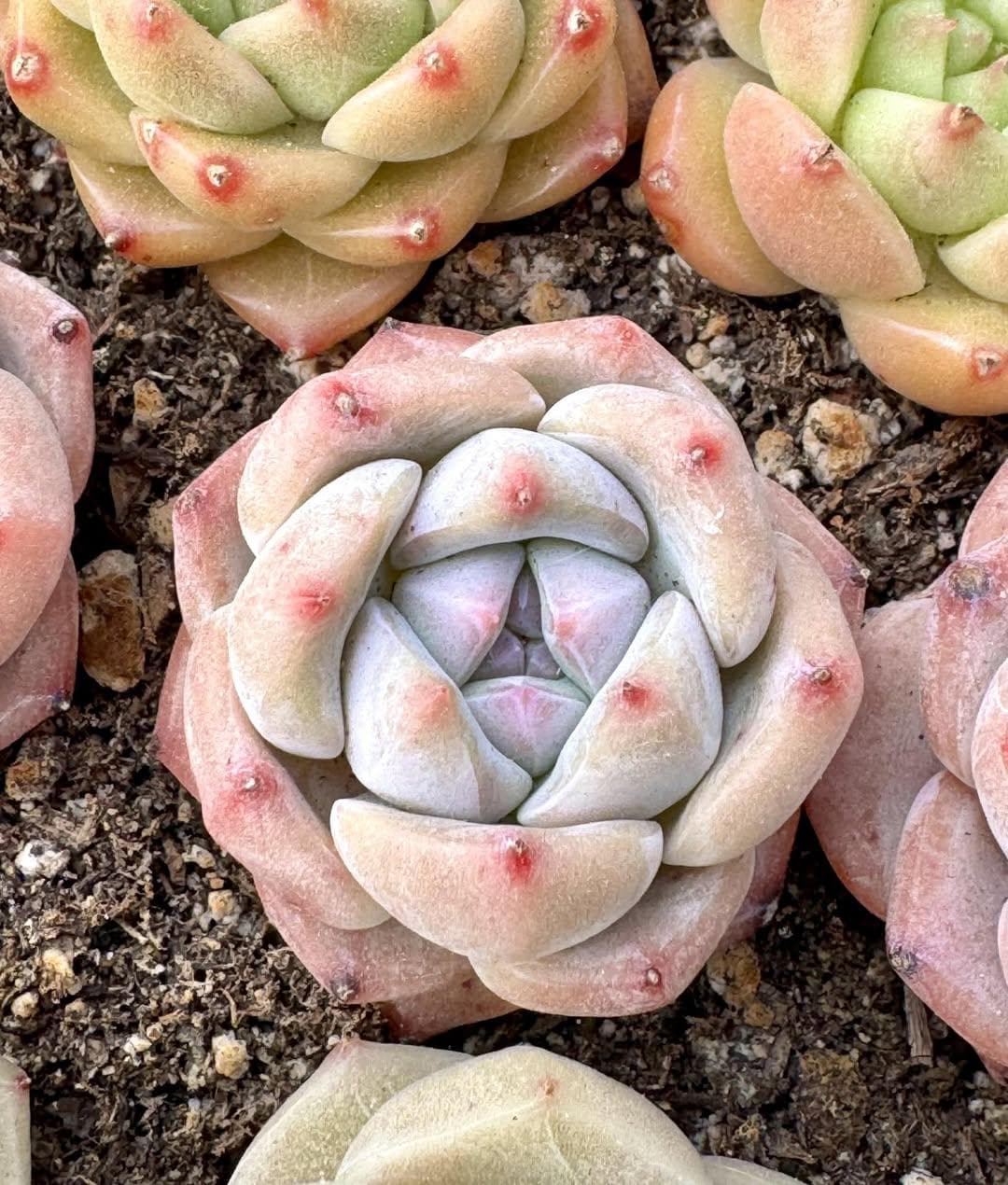 Echeveria Lemon Tree | Rare Imported Succulent | Collector’s Succulent