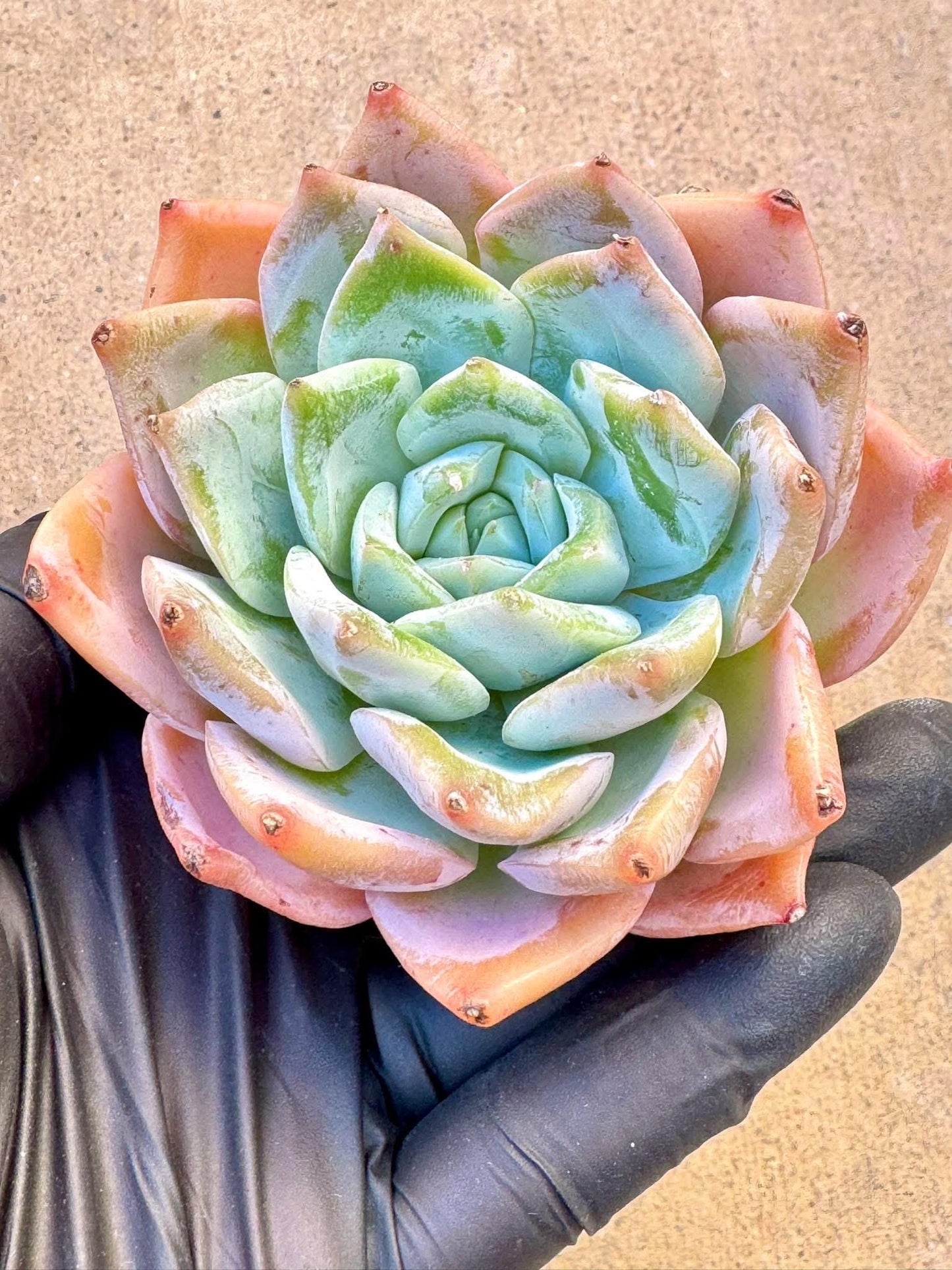 Echeveria Baiwei | Live Succulent Plant | Imported Succulent | Variegated Echeveria | Imported Echeveria