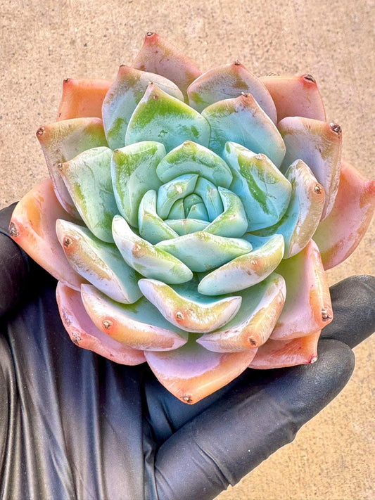 Echeveria Baiwei | Live Succulent Plant | Imported Succulent | Variegated Echeveria | Imported Echeveria