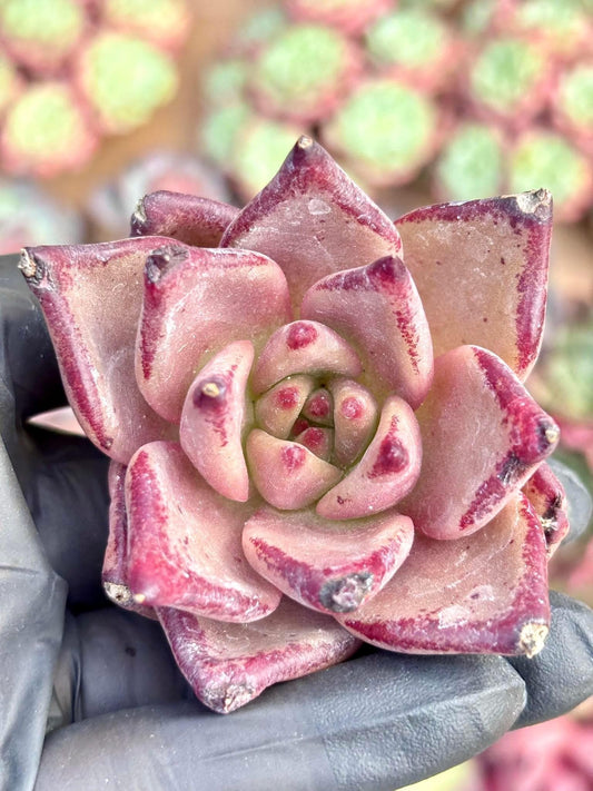 Echeveria Romeo | Live Succulent Plant | Korean Succulent | Rare Imported Echeveria | Imported Plants