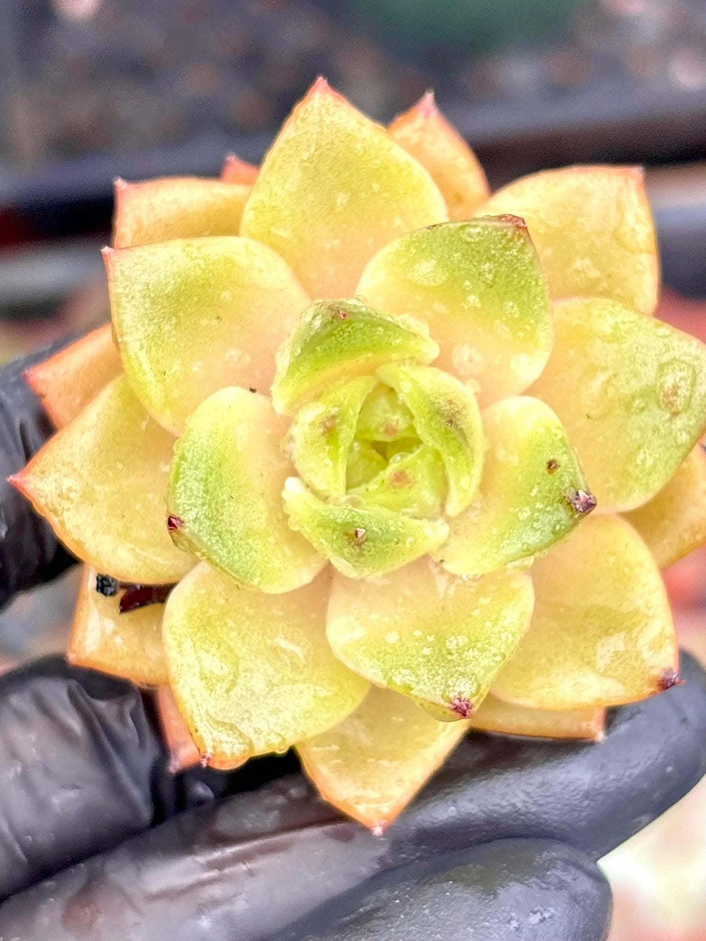 Echeveria Yellow Cheese | Live Succulent Plant | Korean Succulent | Variegated Echeveria | Imported Plants