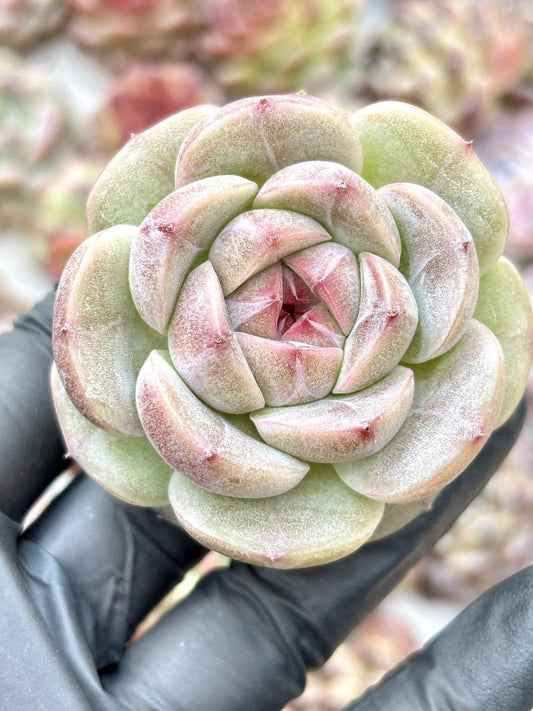 Echeveria Bordeaux size ~2.5”| Live Succulent Plant | Imported Plants | Imported Echeveria