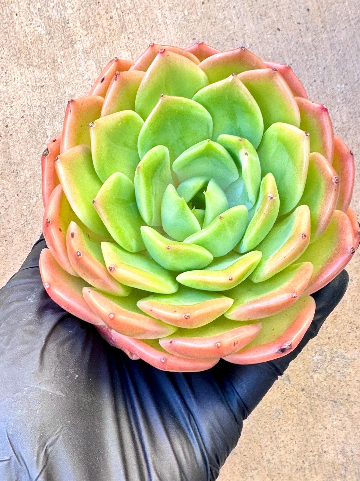 Echeveria Holiday Princess | Live Succulent Plant | Korean Succulent | Rare Imported Echeveria | Imported Plants