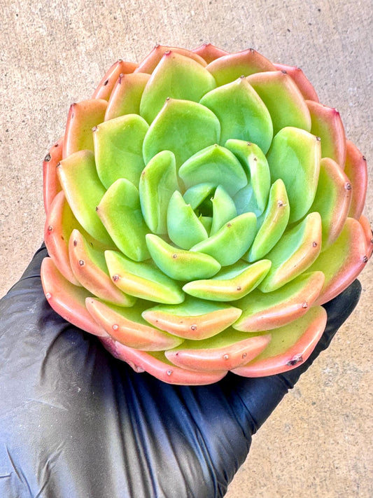 Echeveria Holiday Princess | Live Succulent Plant | Korean Succulent | Rare Imported Echeveria | Imported Plants