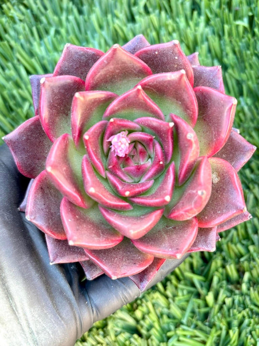 Echeveria Crimson Eyes | Live Succulent Plant | Korean Succulent | Rare Imported Echeveria | Imported Plants