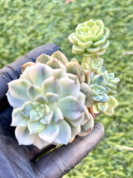 Echeveria Puppet Variegated | Live Succulent Plant | Korean Succulent | Rare Imported Echeveria | Imported Plants