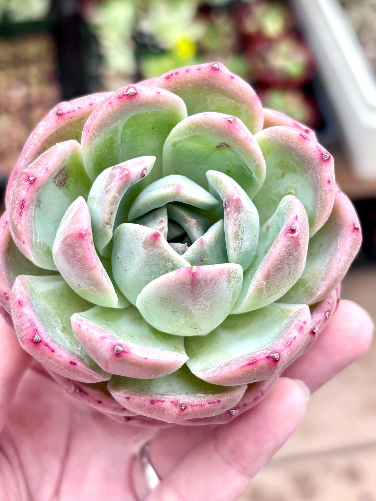 Echeveria Xuan Dian | Live Succulent Plant | Imported Plants | Echeveria variegated