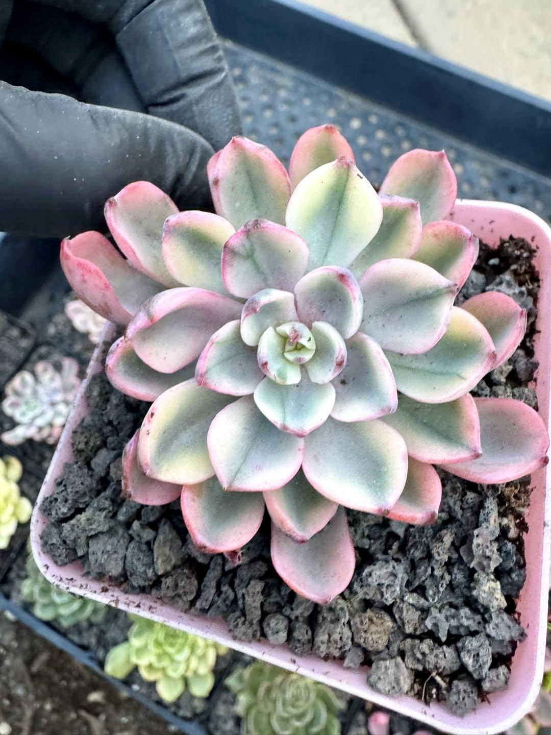 Echeveria Raindrop Var. No Tear | Rare Imported Succulent | Collector’s Succulent
