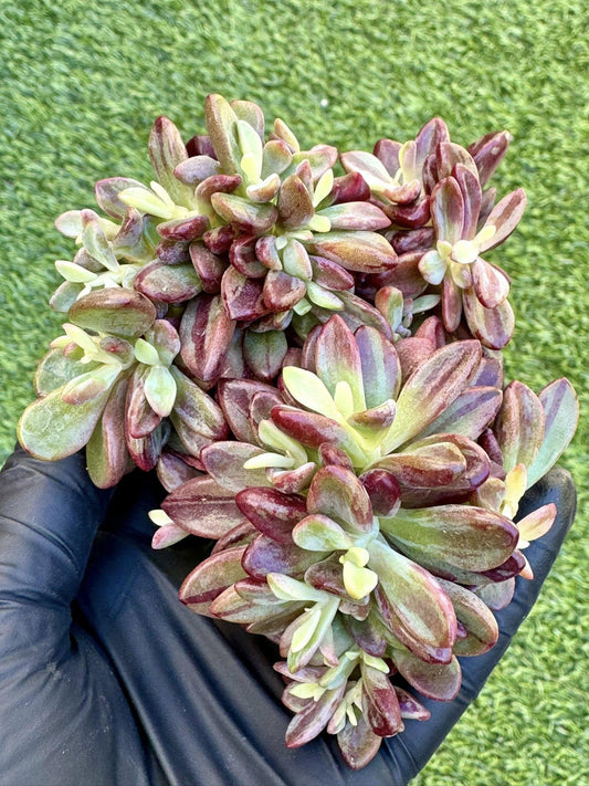 Echeveria Purple Heart / Rezry Variegated | Rare Imported Succulent